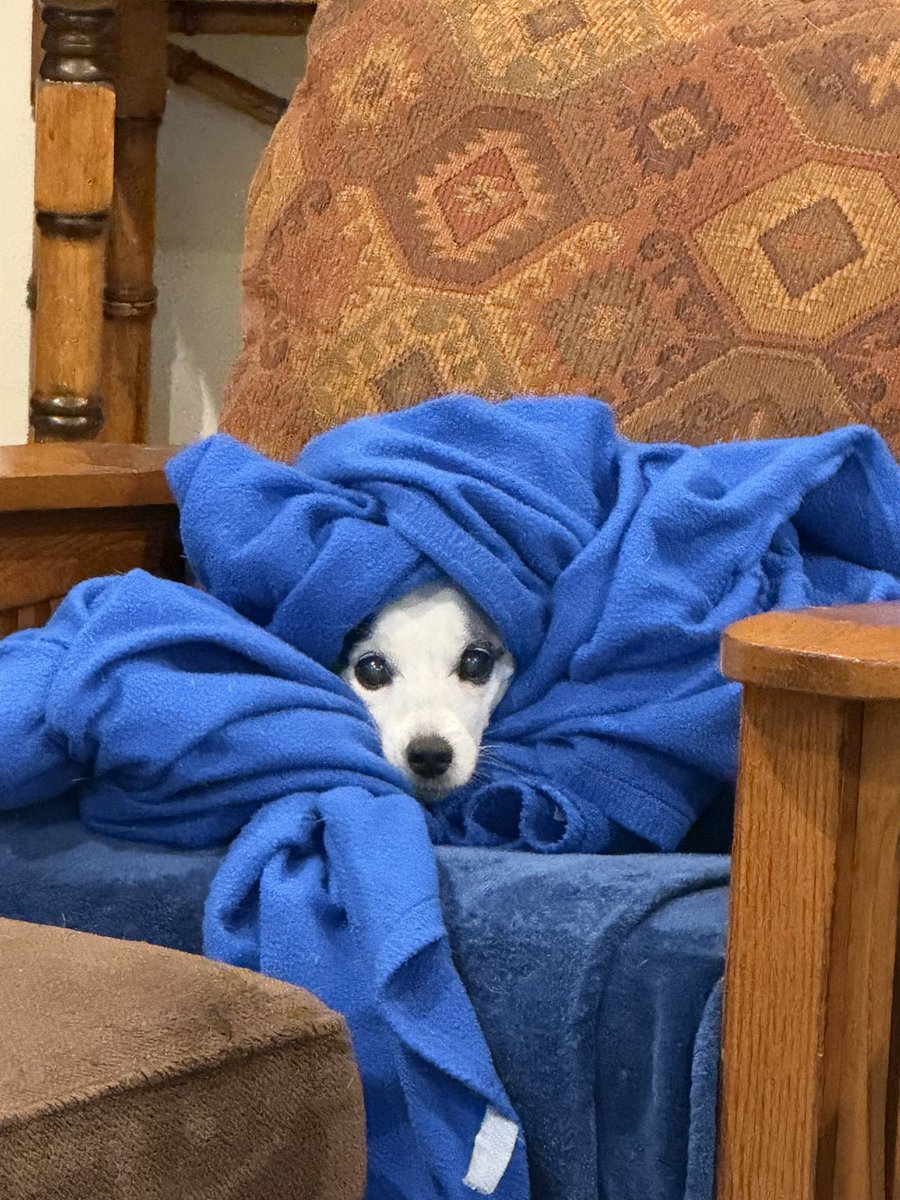 zNpesta__'s tweet image. Elsie wishes you all a very merry Christmas (she did this herself somehow)