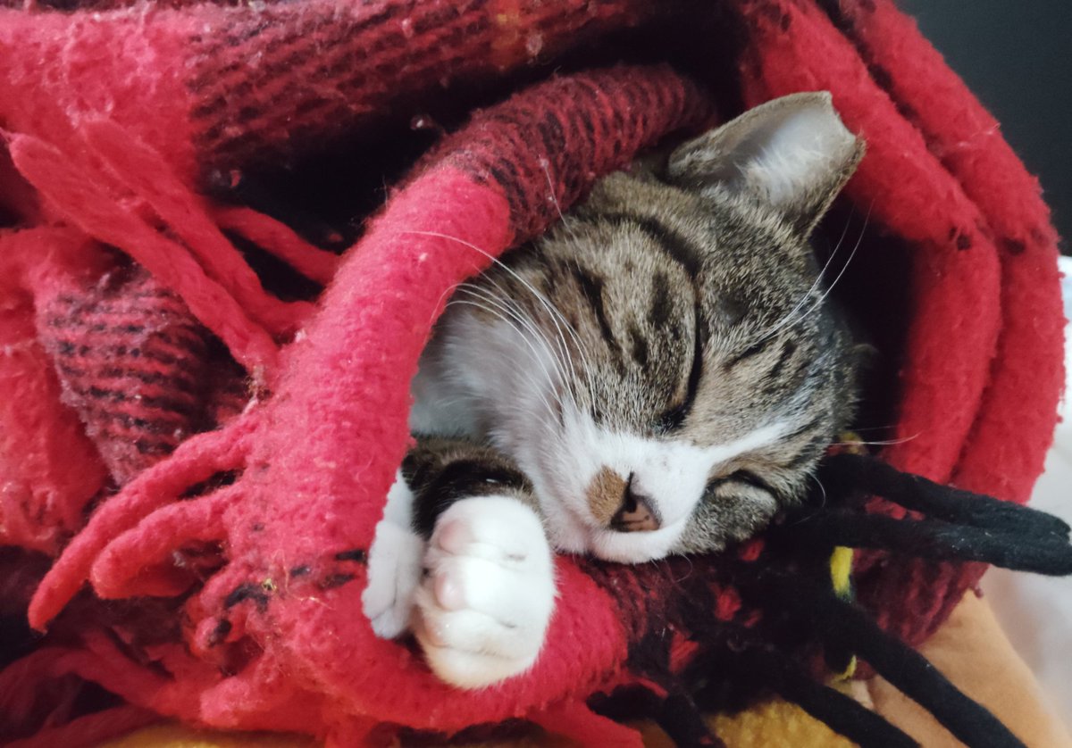 へむち tweet media