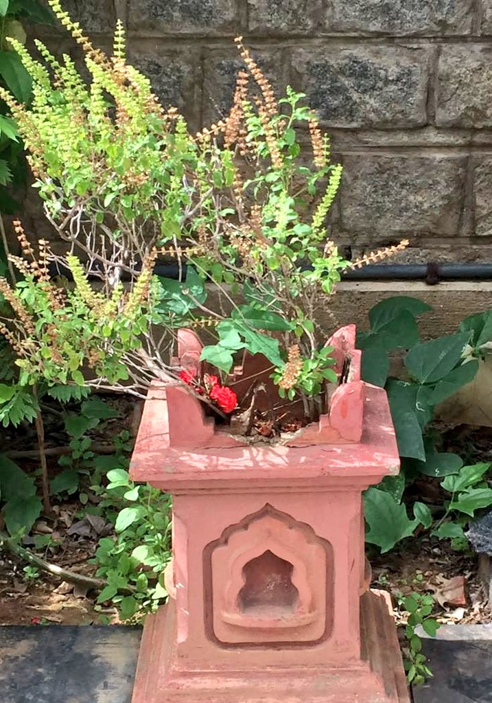 SiddharthPraYaG's tweet photo. तुलसी श्रीर्महालक्ष्मीर्विद��याविद्या यशस��विनी।
धर्म्या धर्मानना देवी देवीदेवमन: प्रिया।।
लभते सुतरां भक्तिमन्ते विष्णुपदं लभेत्।
तुलसी भूर्महालक्ष्मी: पद्मिनी श्रीर्हरप्रिया।।

सभी को तुलसी पूजन दिवस की हार्दिक शुभकामनाएं।🙏🏻
#TulsiPujanDiwas https://t.co/ip1TJCx0op