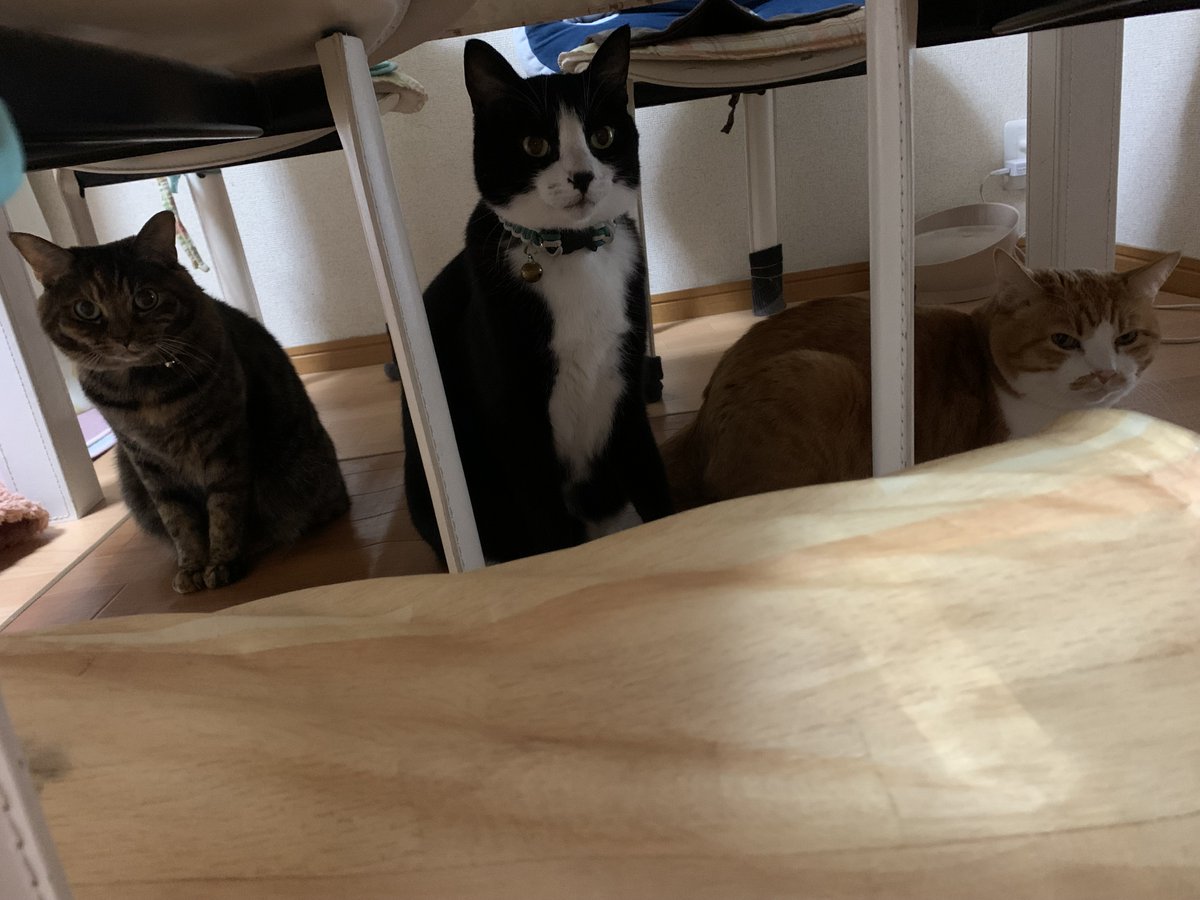 Image for the Tweet beginning: 💬 み さんからの投稿📝

いつも、3匹仲良しでーす！時には、喧嘩もするけど、みんな元気に走って遊んでいる姿や、みんなで一緒にいる姿を見ると、ホッとします。喧嘩しても、仲良し3人組ですー！

#わたしの平和宣言 