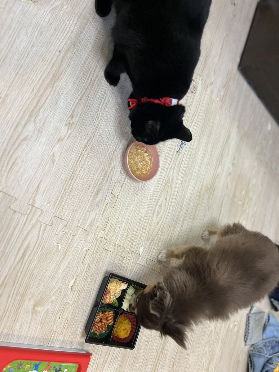 くりすますだから！ごちそうってわけ！ #チワワ #黒猫