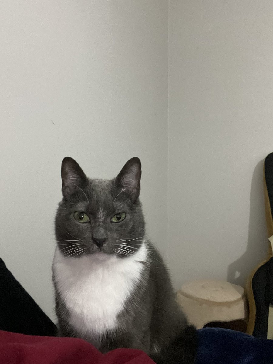 junoiaths's tweet image. why does my cat have the gen z stare