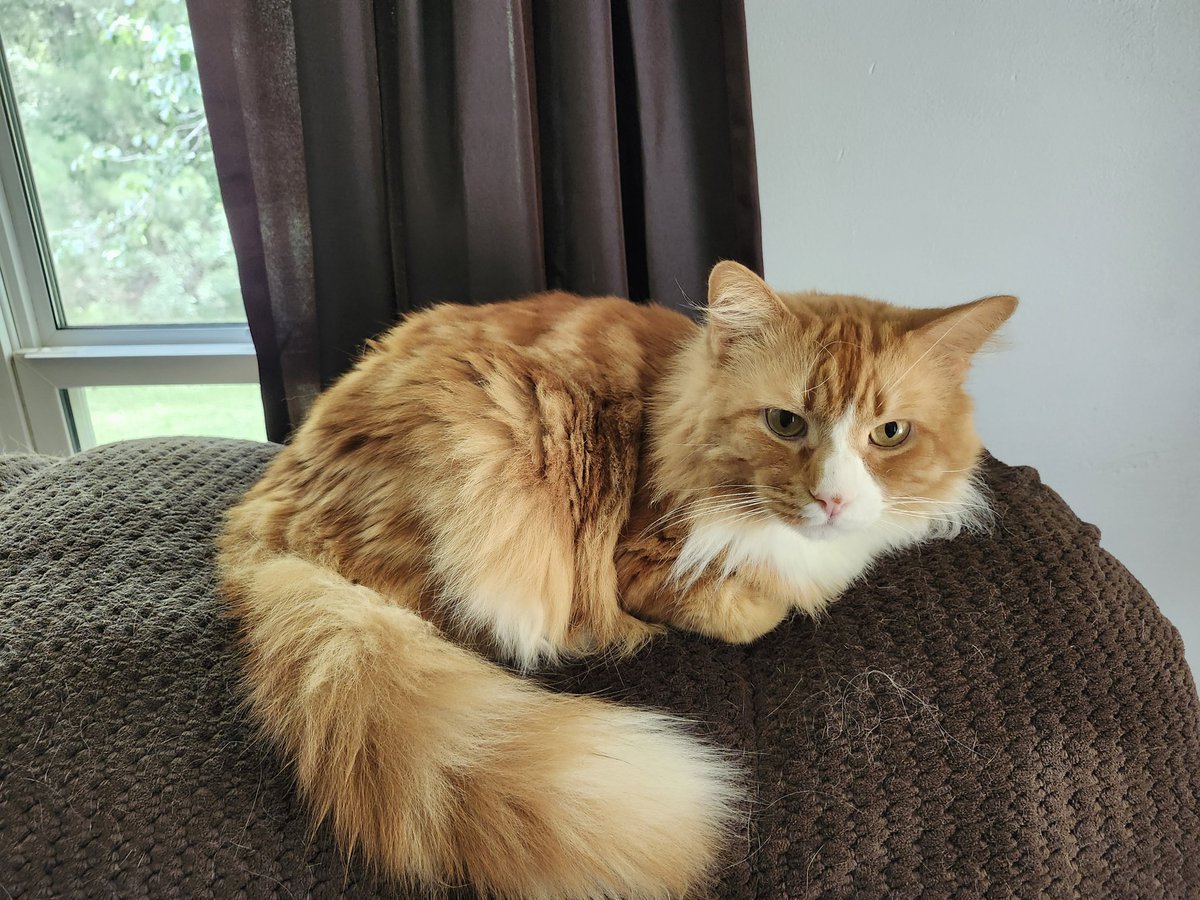 🐈 Ranae 🐈‍⬛ tweet media