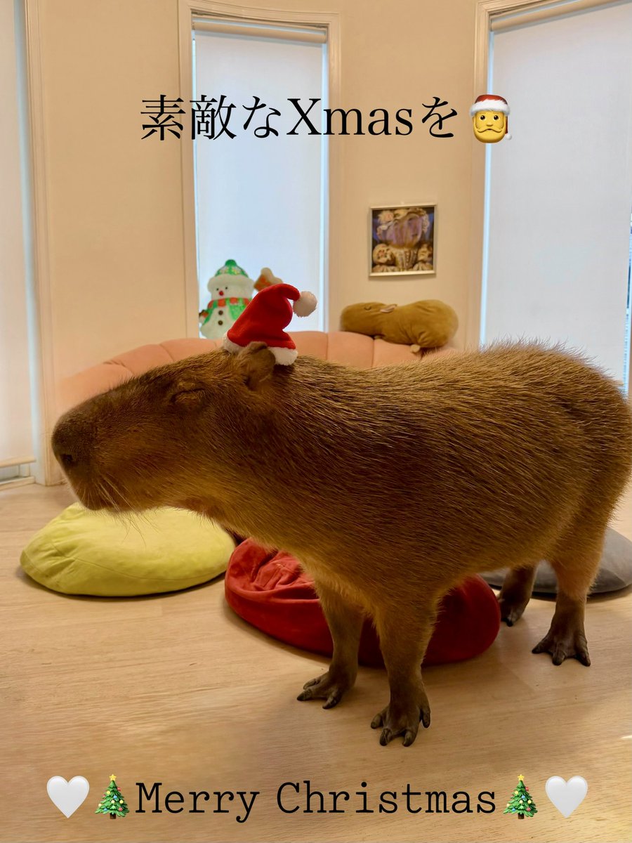 CAPINGOFACTORY's tweet image. 🎅🏻❄𝙈𝙀𝙍𝙍𝙔 𝘾𝙃𝙍𝙄𝙎𝙏𝙈𝘼𝙎 🎅🏻❄

 #カピバラ  #capybara  #マロン  #愛知カピバラ飼育養成所