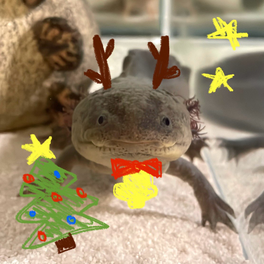 メリークリスマス🎁🎄✨ #ウーパールーパー