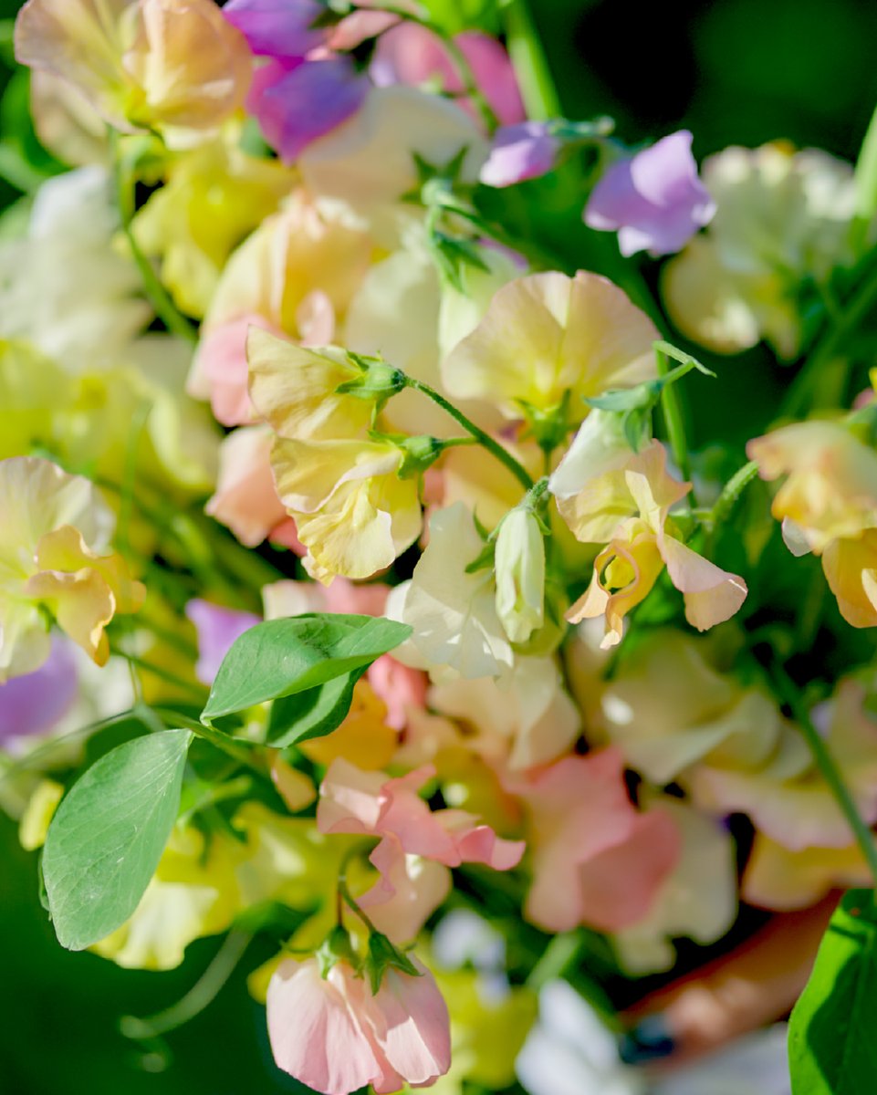 今日から仕事始めの方も多いでしょうか🤔

今日から店頭は #羽ばたくスイートピー フェア🦋

スイートピーの可憐でふんわりしたカラフルな色合いは、新しい年の始まりにぴったり✨

「門出」という花言葉なので、成人の日に贈るのにも最適なお花です🎁