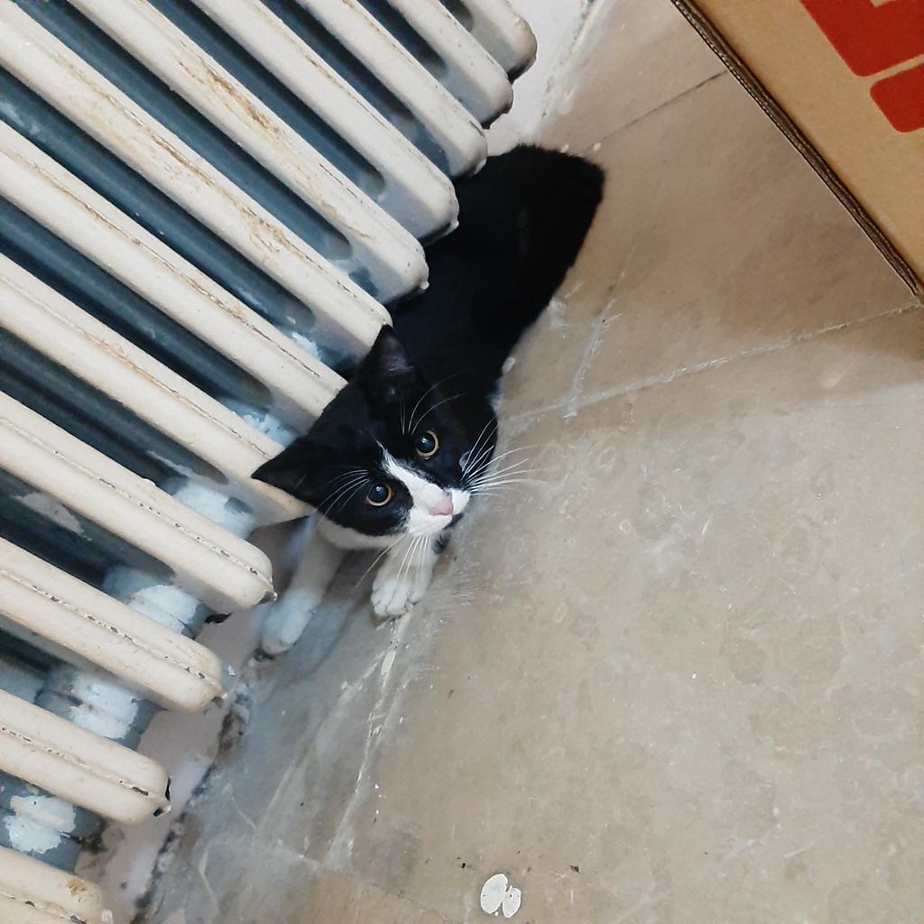 Okula sızmış bu 🤣🤣