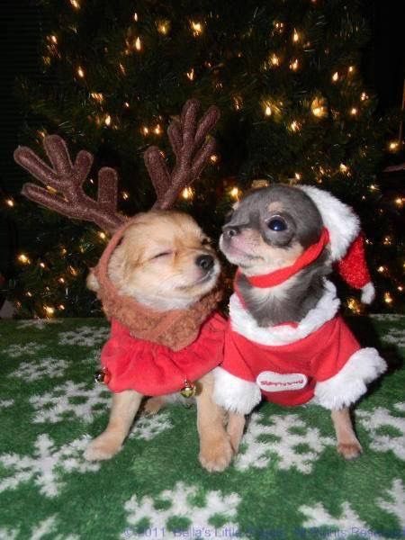 chihuahuarchive's tweet photo. 메리 와와스마스 https://t.co/rTyXh0bVC6