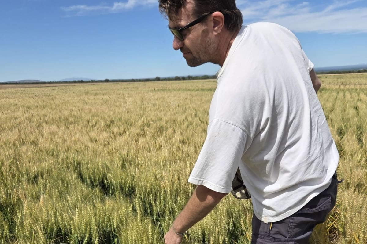 LNcampo's tweet image. “Extraordinario”: lograron un rinde inédito de trigo en una región semiárida dlvr.it/TQ0cKn