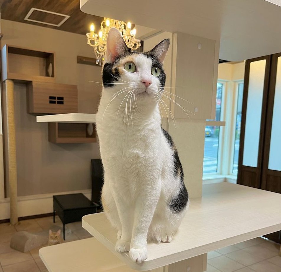 Fineleather's tweet image. ただいま〜 テンション上がる🎶。洗濯しよ🧺。なんか幸せだな〜 📚 😆