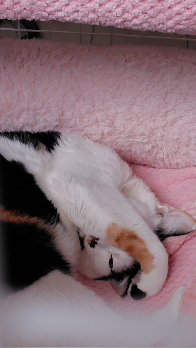 人間ドック、終わったにゃ。