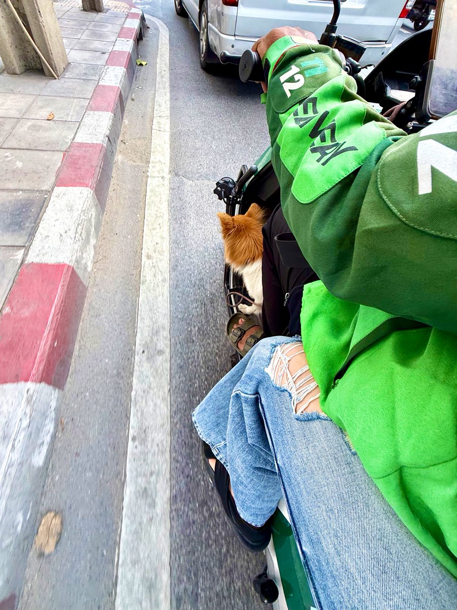 misachasu0209's tweet photo. タイでバイクタクシーを配車したら、犬つきで来た件。3年タイにいるけど初の激レア。メリークリスマス！🎄🇹🇭❤️ https://t.co/LsQCd8Ykke