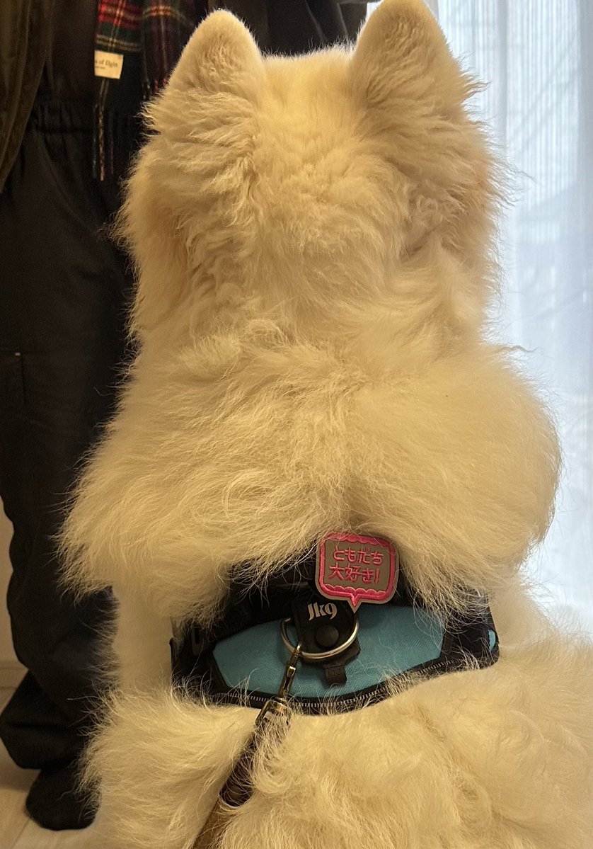 サモエド☆さだはる (@sadaharu__0905) / Posts / X