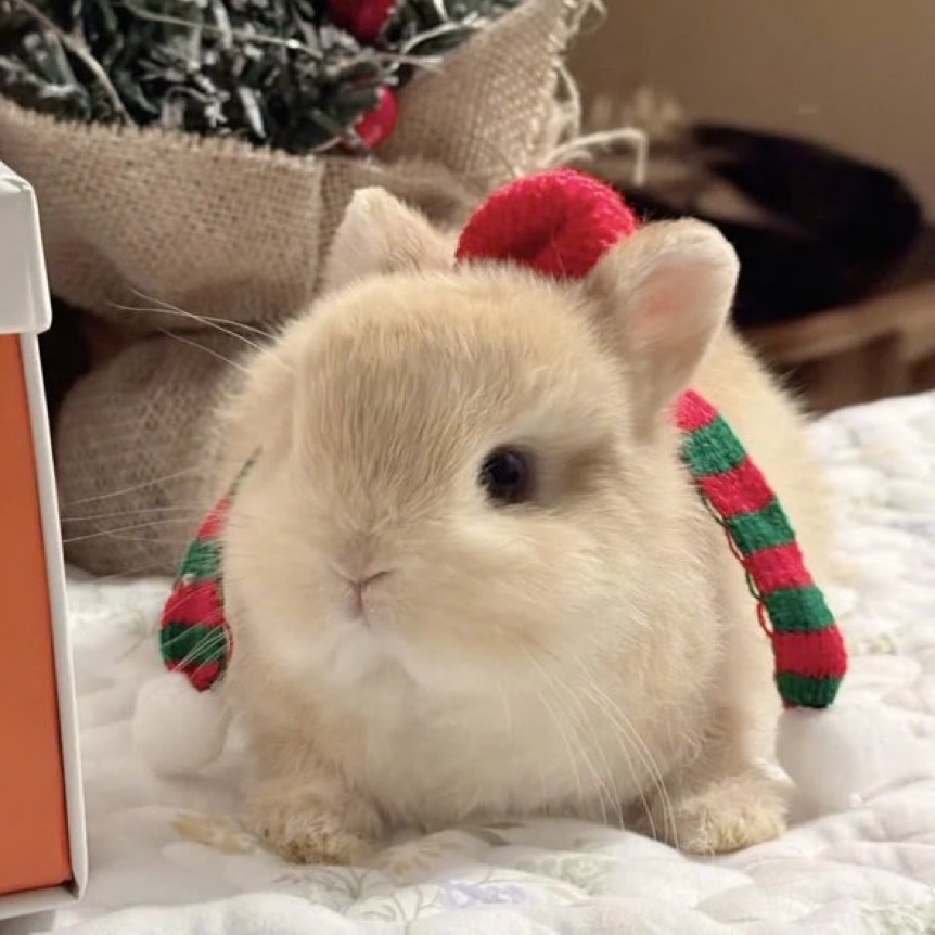 bunnyddoi's tweet photo. Merry Christmas🎄 https://t.co/2A7F98aybD