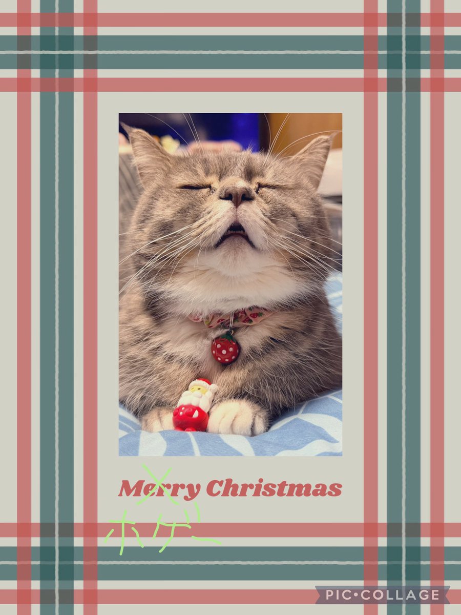 🐾ラム@極短マンチカン🐾 (@ram20210716) / Posts / X