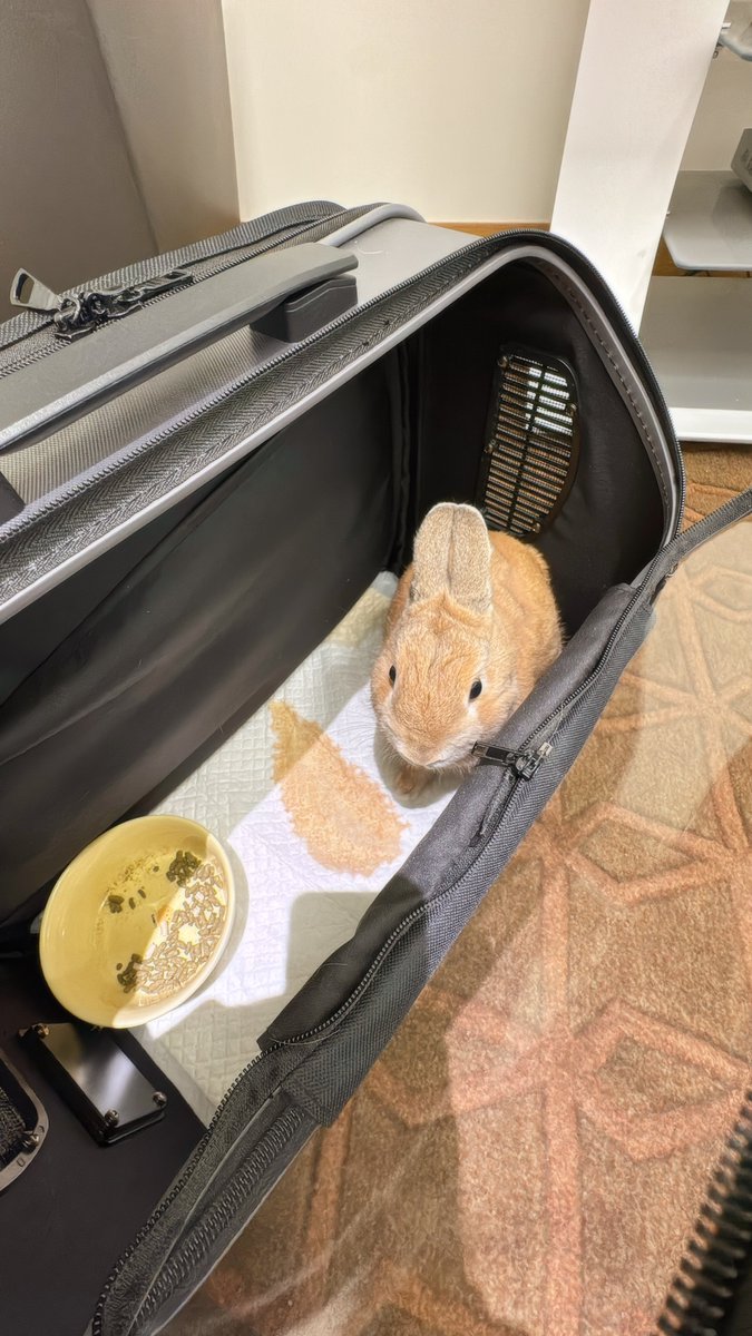 muramura0_0's tweet photo. 年越し前にグルーミングと爪切り行って、車検証とステッカー取りに行った。クリスマスだったから特別メニューのロールケーキ食べちゃった🎄
うさぎと共に来年はダイエットしよう😑ﾔﾙｷﾃﾞﾅｲ https://t.co/d17DZUqNCp