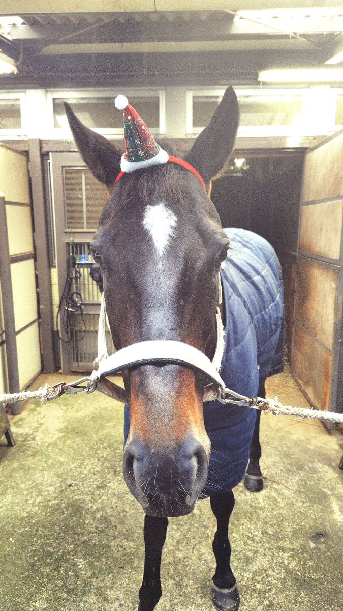ある雨の日の昼下がり… #京都競馬場 乗馬センターにて…🐴 #ディープ
