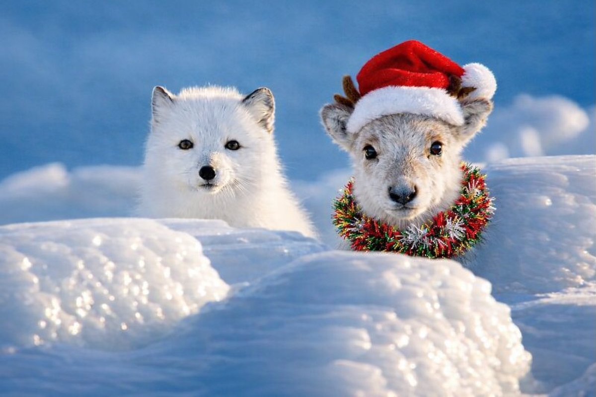 thsottiaux's tweet image. Looks like our little GPT-5.2-Codex is getting ready for the festivities?