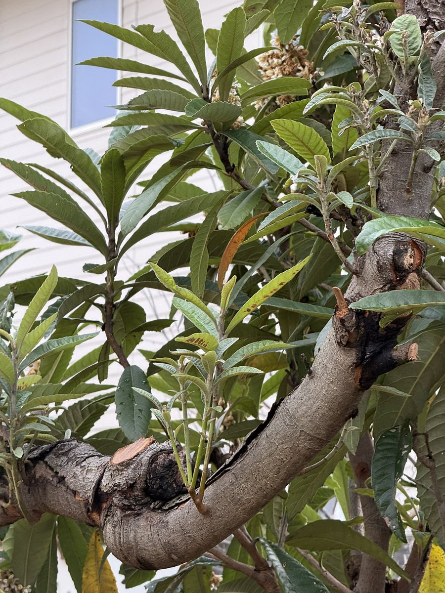 びわの木に隠れてて見えませんでしたよ🐧