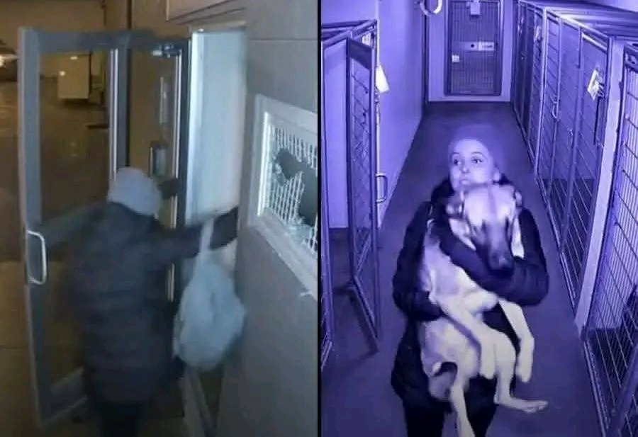 fopminui's tweet image. A woman learned her former dog had been surrendered to a kill shelter by her ex-boyfriend. She'd been searching for the dog for months after their breakup. The dog was scheduled for euthanasia the next morning.

She arrived after closing and found the facility locked. She broke a…