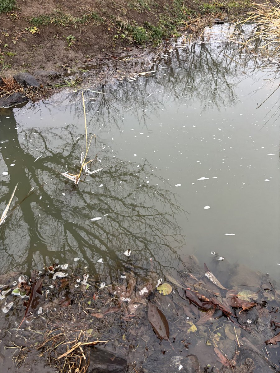 帰りにふるさと農園でタナゴ釣り。
寒いのでかなり渋いですがまだ釣れますねー、大きいのはカネヒラみたい。