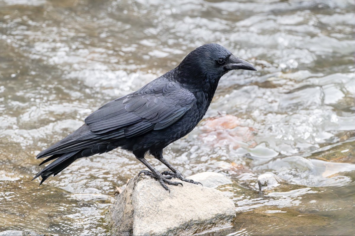 ごっさむ@ My funny Van allen 帯 (@pra2000) / Posts / X