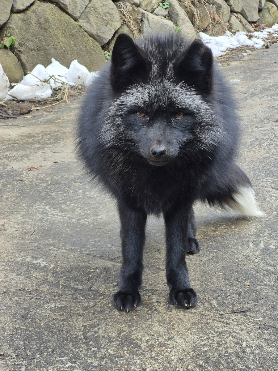 ふさまる (@fusafusa_oo) / Posts / X