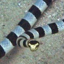 survivor sea krait tweet media