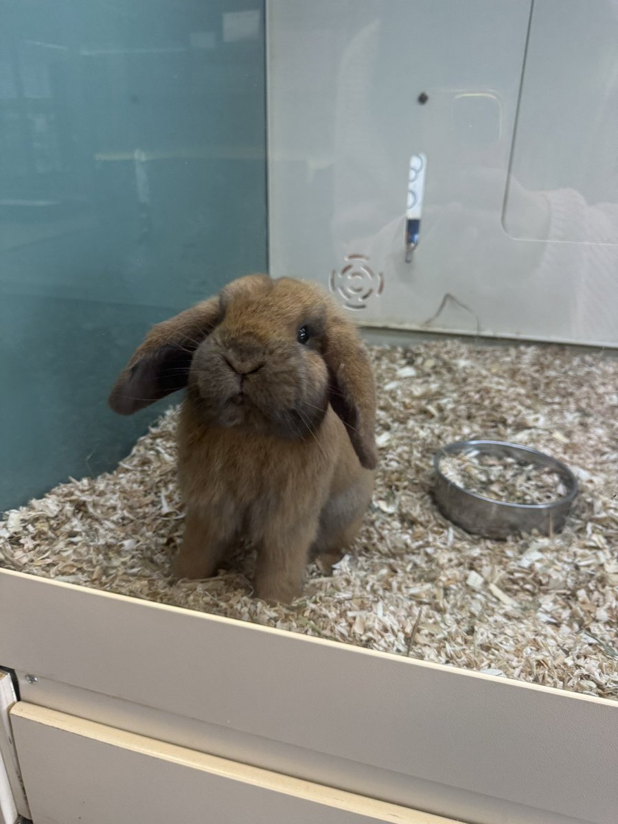 lanidearest's tweet photo. anyways look at this bunny i saw today ♡ i think she wanted to come home with me, but i couldn’t do it 😭 https://t.co/U1YUGOxnLq