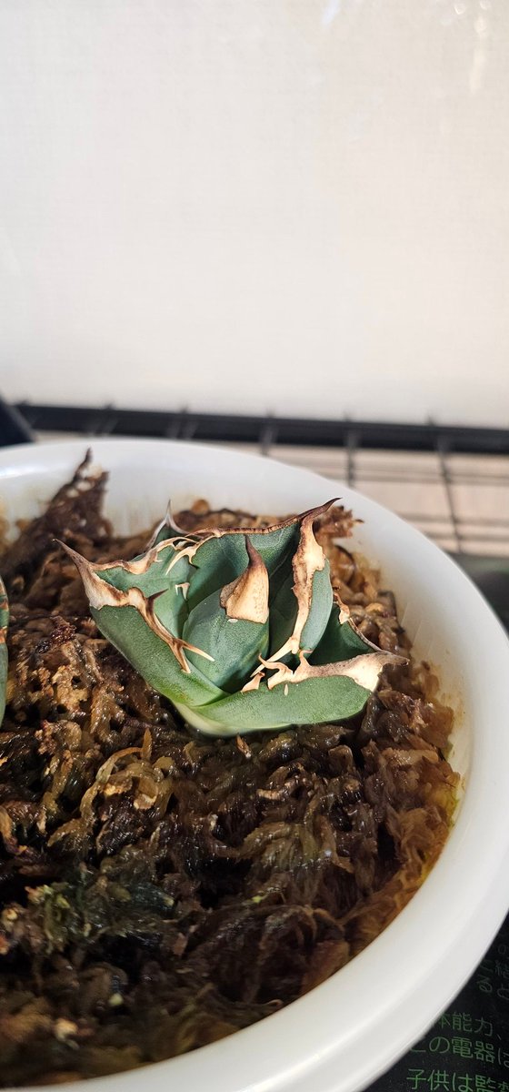 いつ切ったか覚えてないけど半年くらい発根しなかったオアハカ子株天