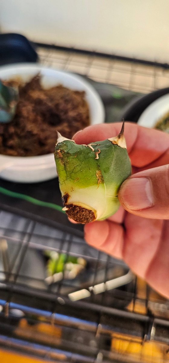 斑入りオアハカ 子株 未発根 斑入りオアハカ 子株 未発根