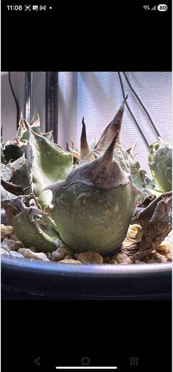 斑入りオアハカ 子株 未発根 斑入りオアハカ 子株 未発根