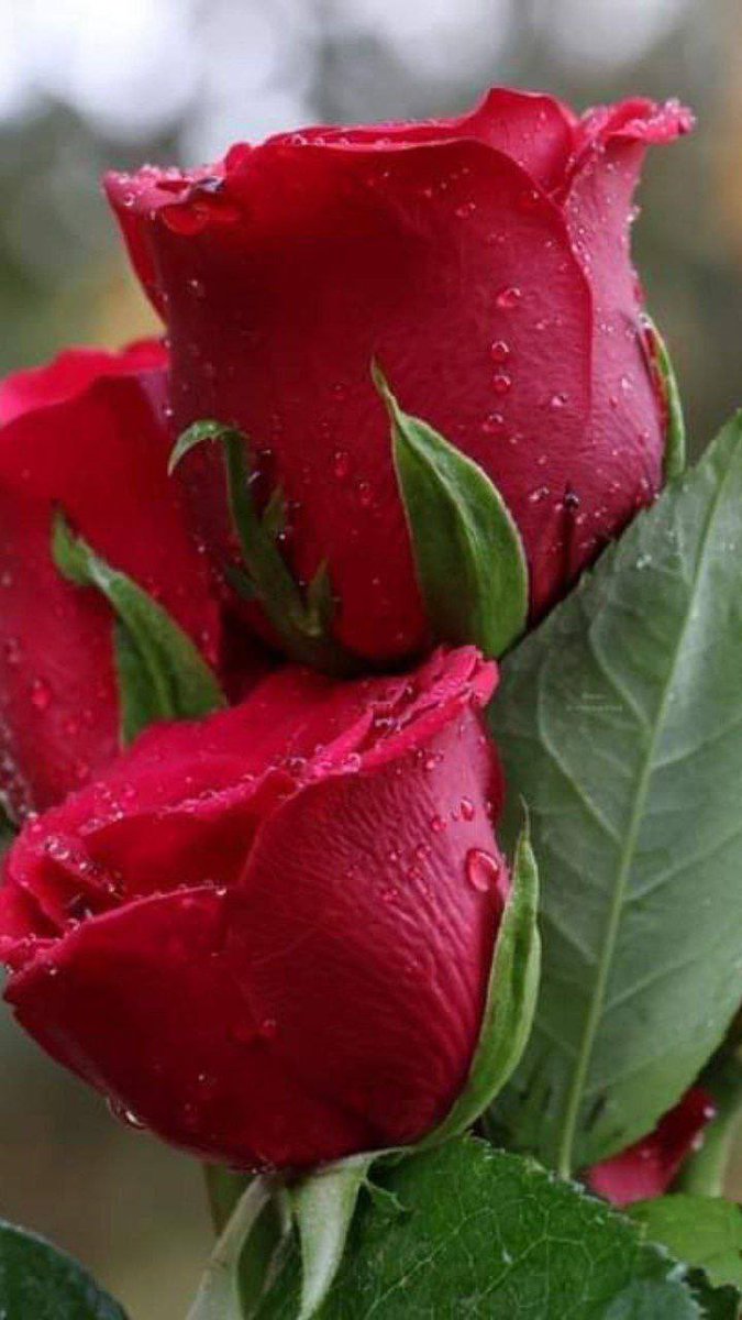 AsayelAlhela's tweet photo. تنفسوا الصباح حُباً ورضا
فلا شيء أروع من قلوبٍ 
باتت راضية
وأصبحت مُبتسمة 

اللهم بك اصبحنا وبك أمسينا 
وبك نحيا وبك نموت وإليك النشور  ..

#صباح_الورد🤍🌹 https://t.co/OQcxOzS4it