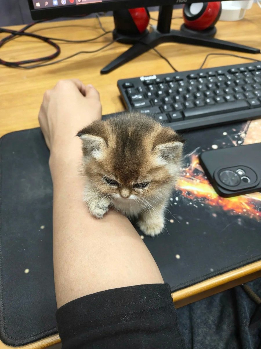 ThePetsX's tweet photo. Attention on me 😠 https://t.co/XgaUZq1MYz