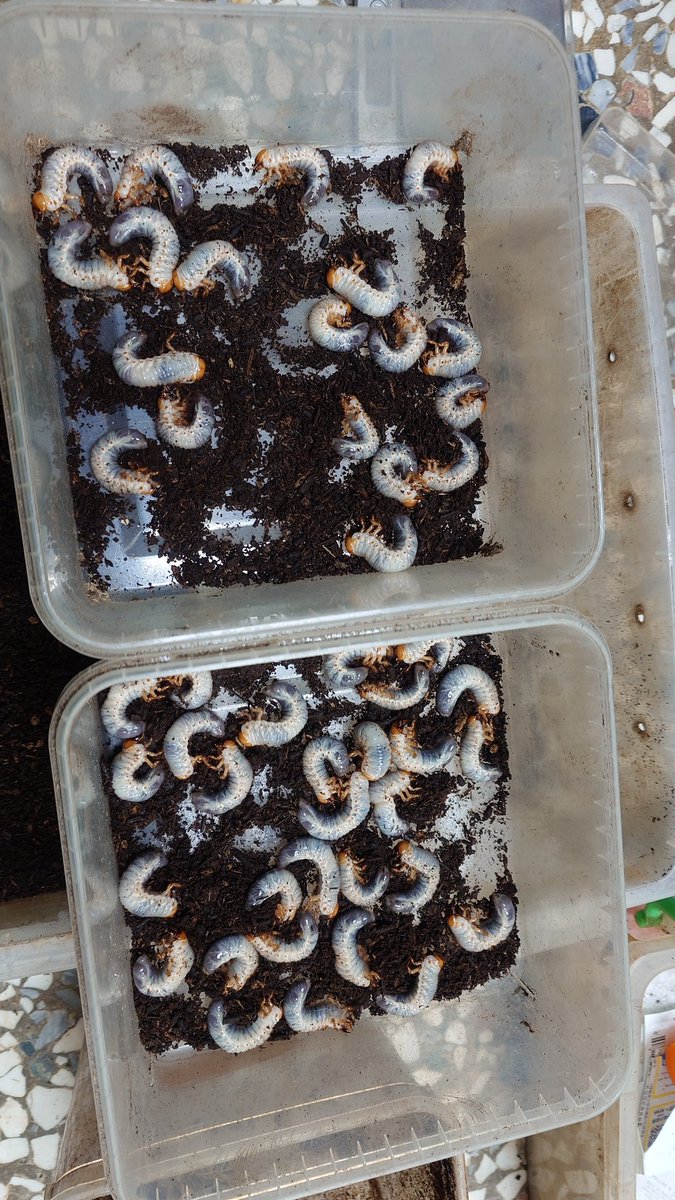 蕭聖翰 (@oba72367r) / Posts / X