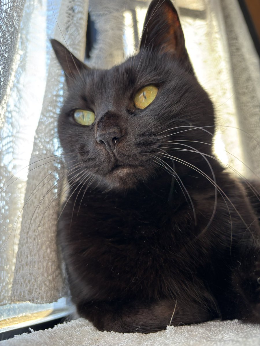 黒猫ベル🖤 (@Mrsbellcat) / Posts / X