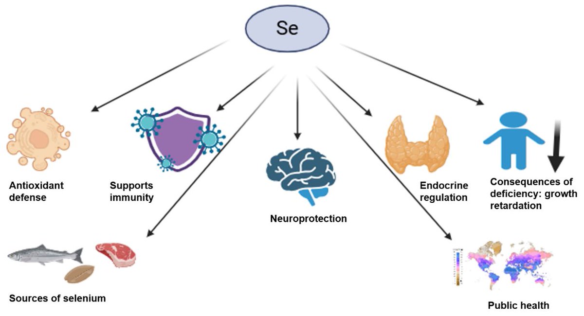 JCM_MDPI's tweet image. #mdpijcm
🩺Don't miss this #Review
Citations 6
Unveiling the Role of #Selenium in #ChildDevelopment: Impacts on Growth, Neurodevelopment and Immunity
🎯mdpi.com/3183090
👥Gulnara Batyrova et al. 🏬West Kazakhstan Marat Ospanov Medical University @MediPharma_MDPI