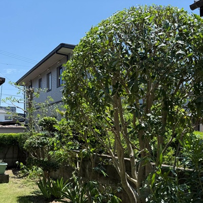 oh!庭ya! 【おにわや】 (@oh28ya) / Posts / X