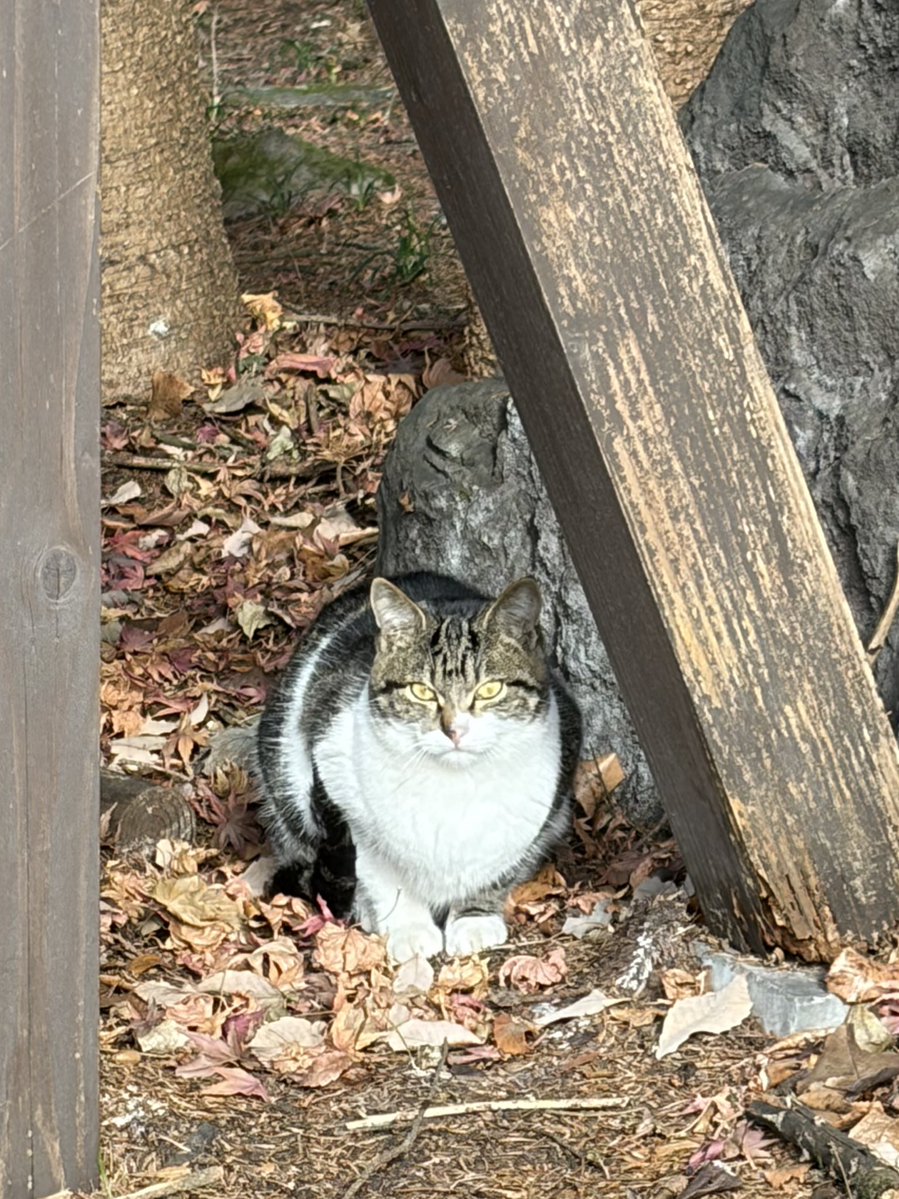 ゆきうさ❄️🧡💙❄️ (@yukiusa129) / Posts / X