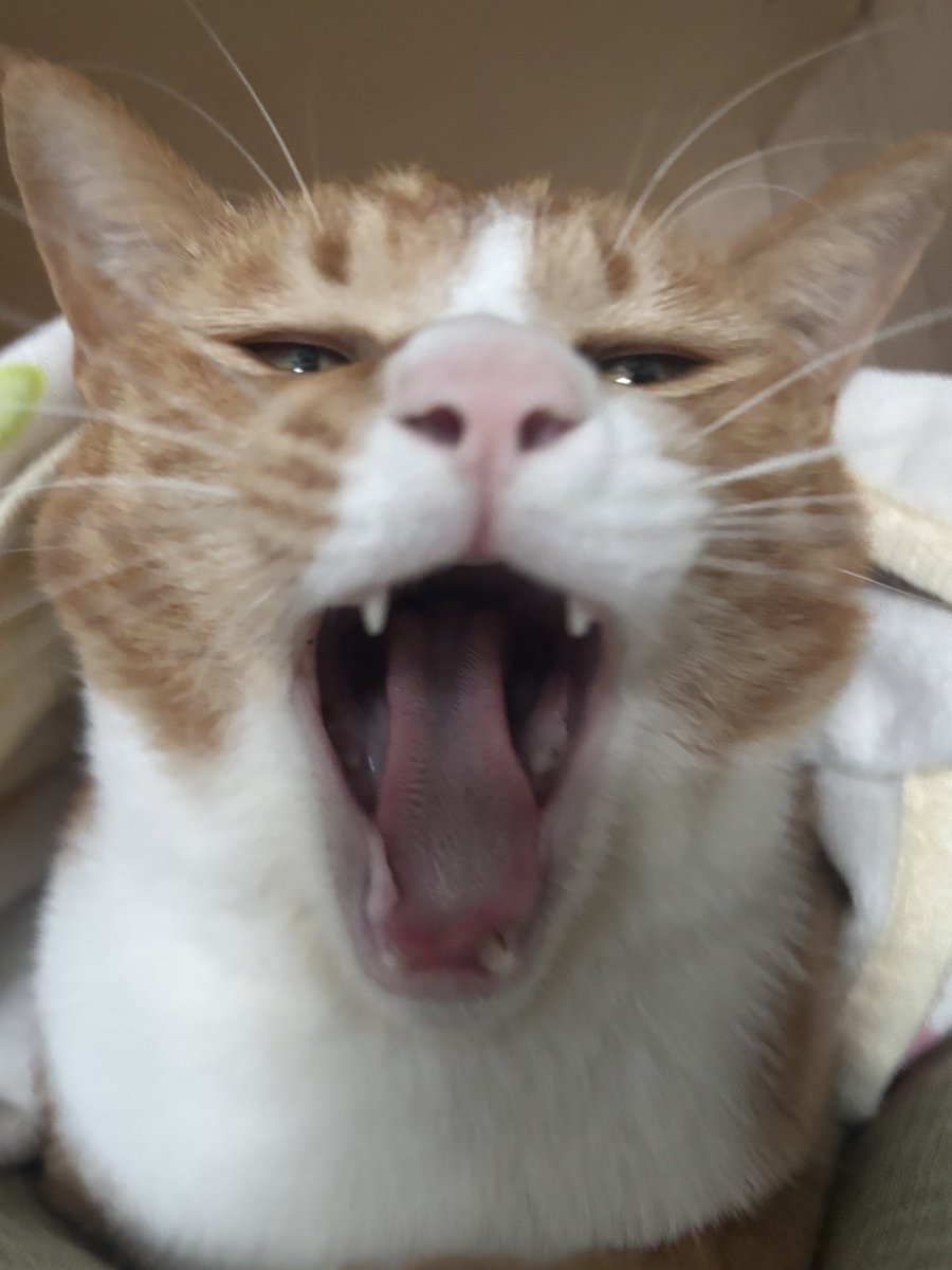 고양이 콧구멍 이렇게 처음 봐요 이거 맞아요?
왕콧구멍.