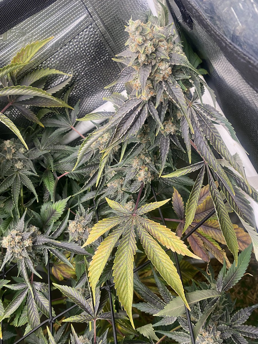 TheBigShowGrows tweet media