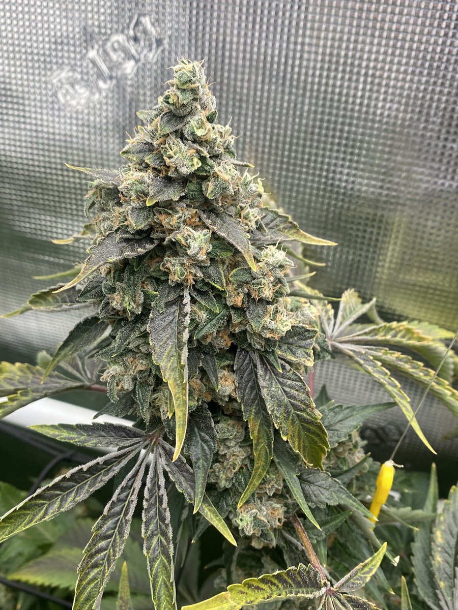 TheBigShowGrows tweet media