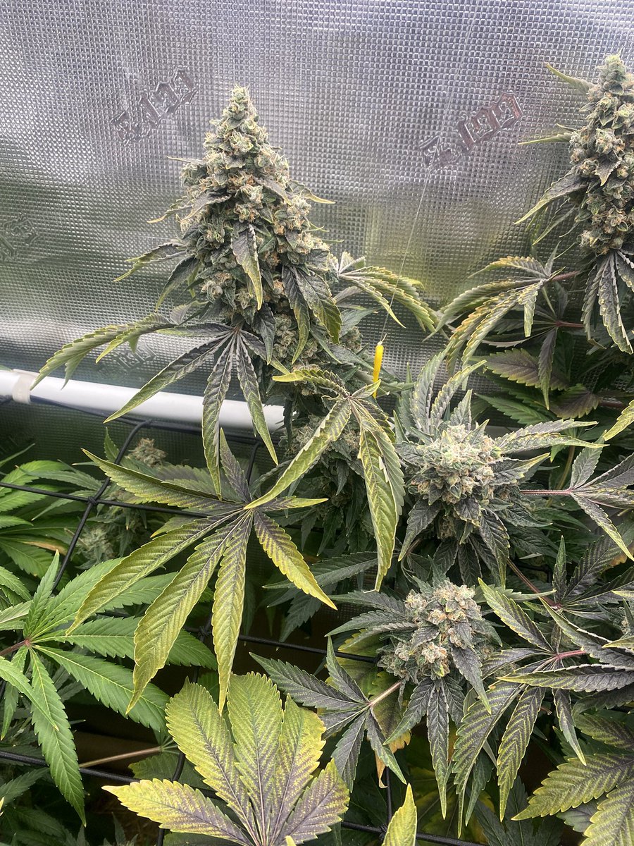 TheBigShowGrows tweet media