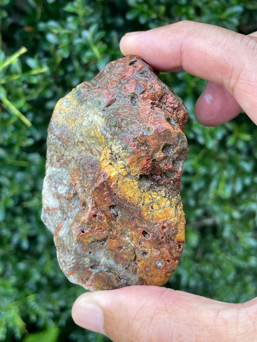 根尾桜石 岐阜県産