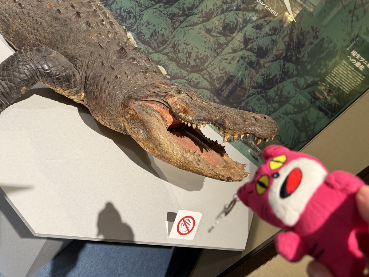 ワニちゃん ワニ展🐊だよ、ねこちゃん