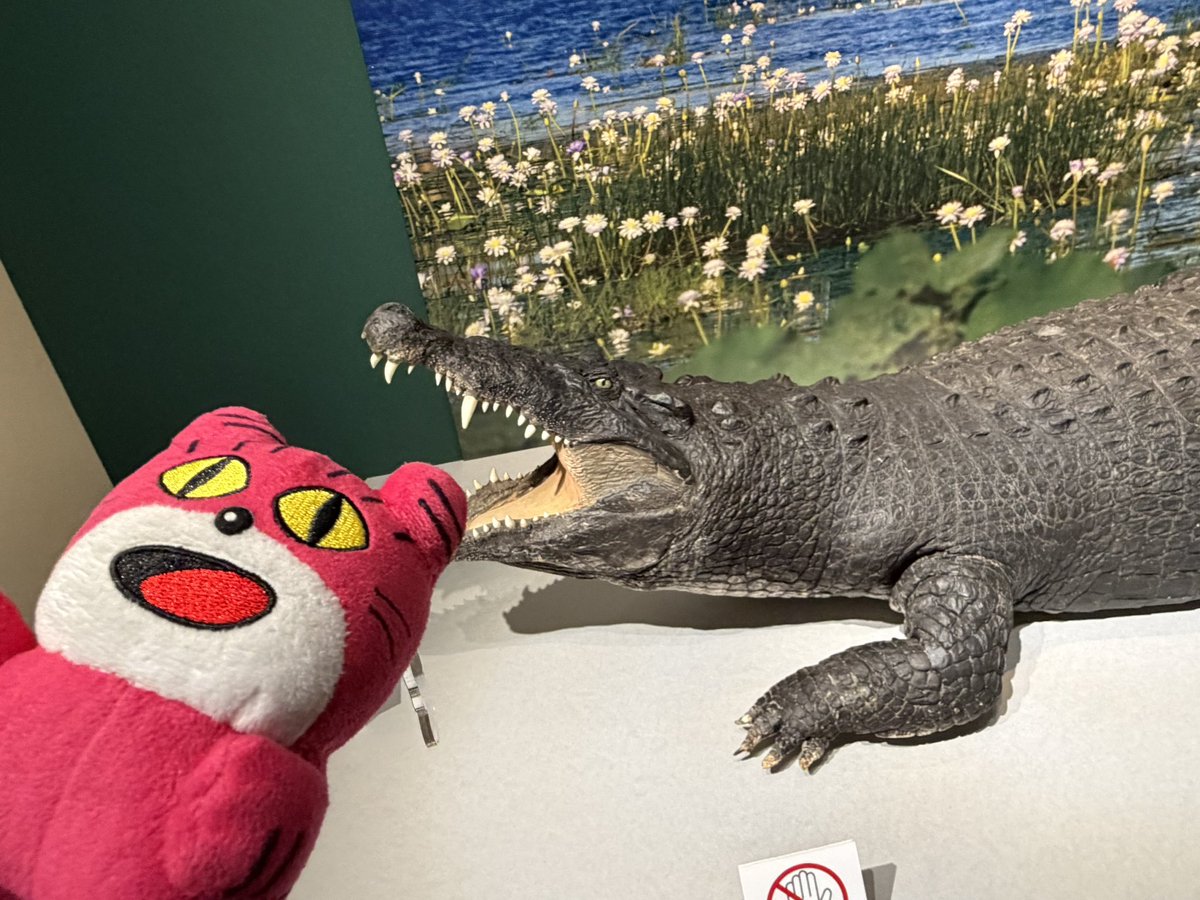 ワニ展🐊だよ、ねこちゃん
