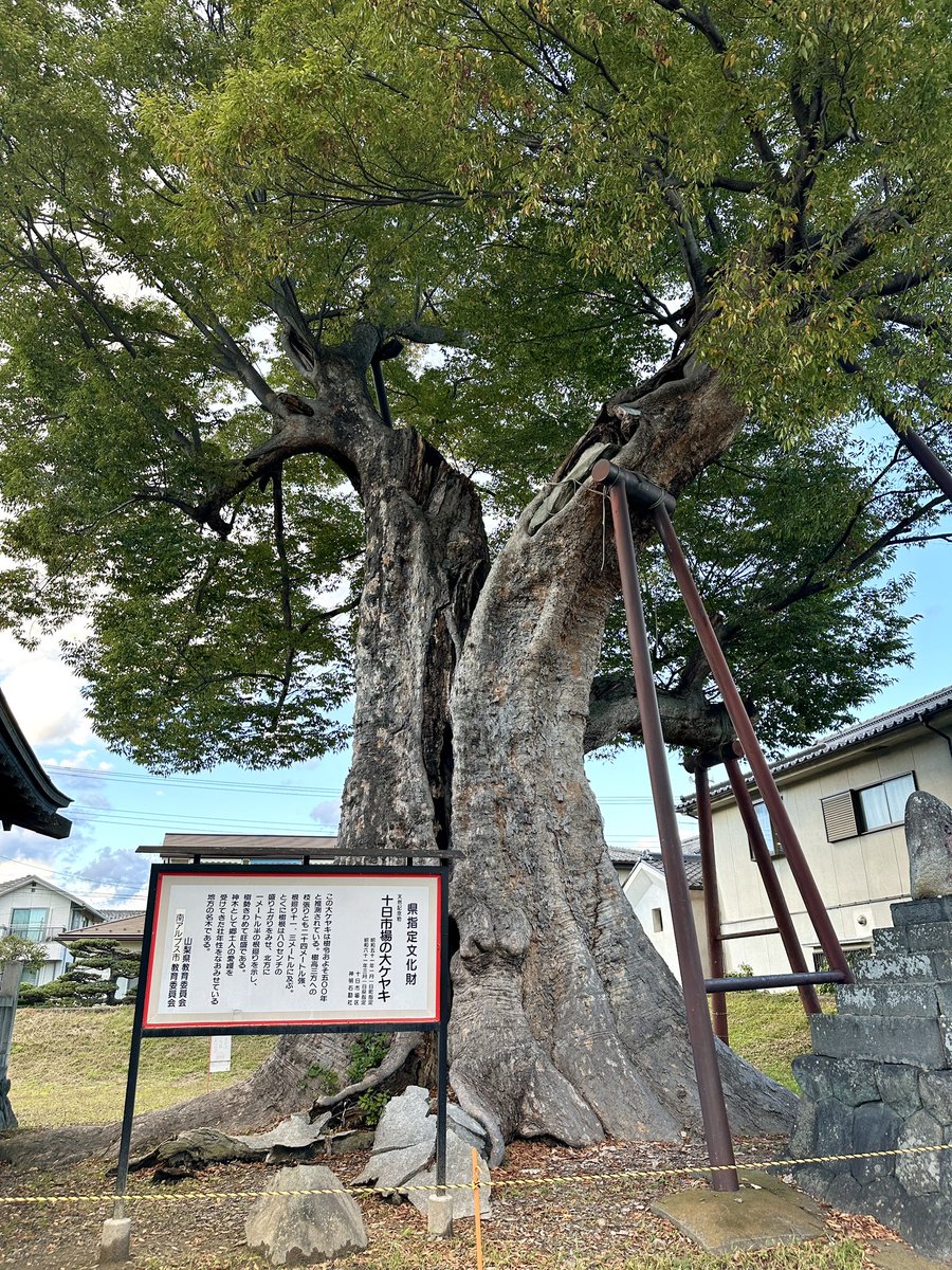 gyogyo_net's tweet photo. 十日市場の大ケヤキ(山梨県指定天然記念物)
撮影日:2025年11月1日
撮影場所:南アルプス市十日市場
樹齢500年と推測され、樹高22m、根廻り11.3m、3本の巨枝が大きく四方に延びて、東西、南北とも24mに及んでいる。
#巨木 #古木 #十日市場の大ケヤキ #南アルプス市 #bigtree #天然記念物 #大木 https://t.co/IVaeir88eN