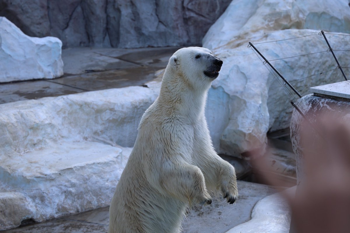 くまぱん (@panpanda145) / Posts / X