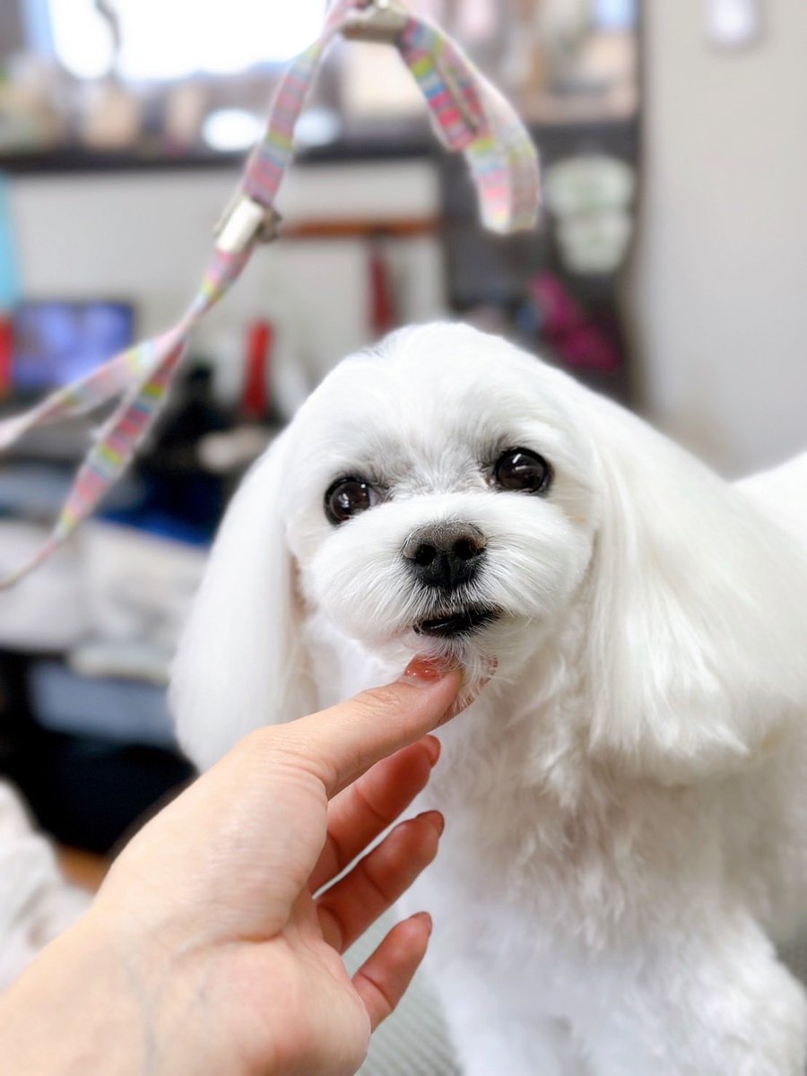 Maltese_Aimer's tweet photo. 12月
#マルチーズ 
#犬好きさんとつながりたい https://t.co/dhnUcdR2wf