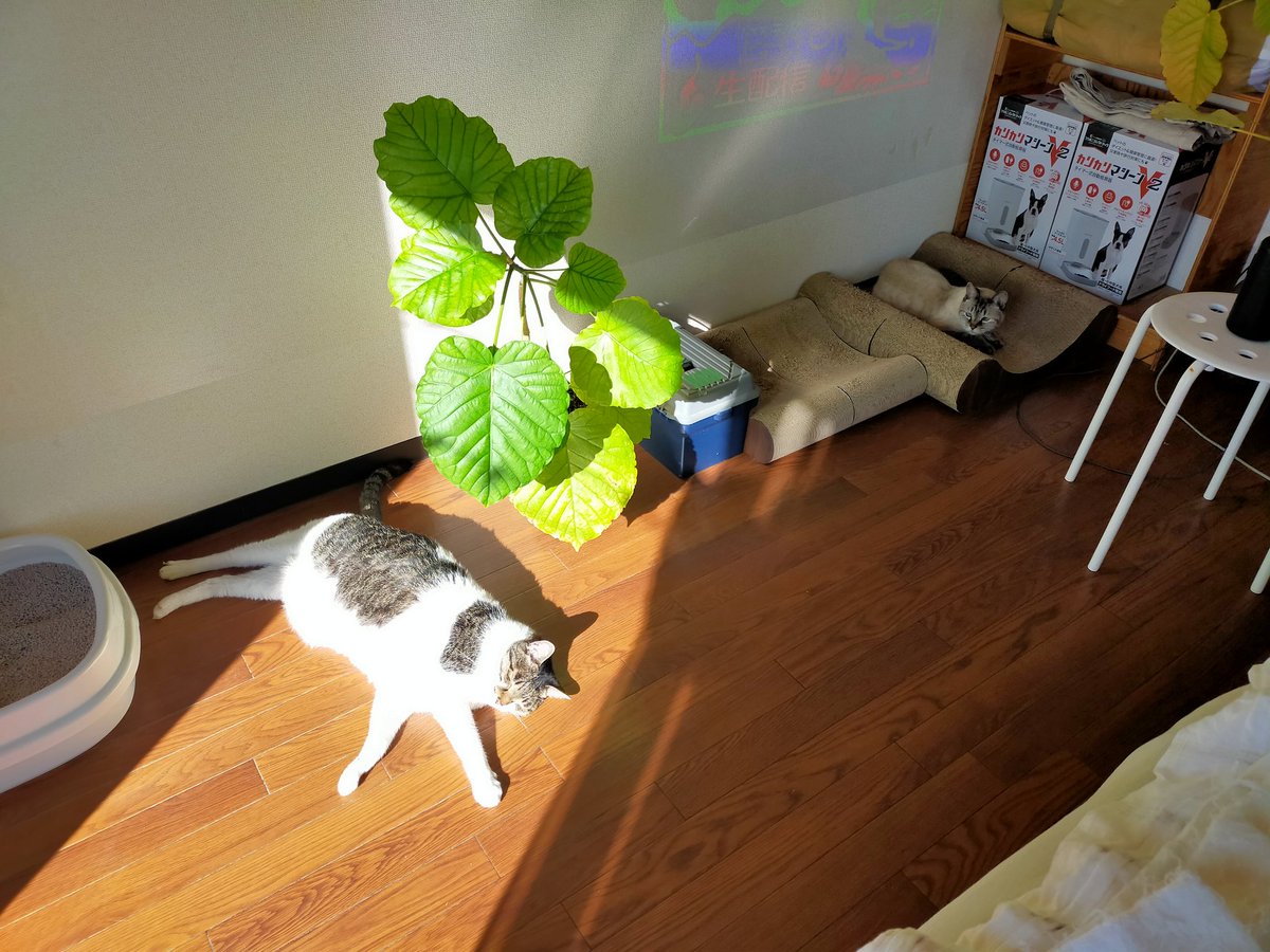 5月25日 (@snkiniens) / Posts / X